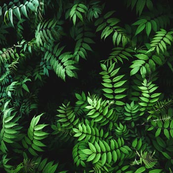 Growing plants